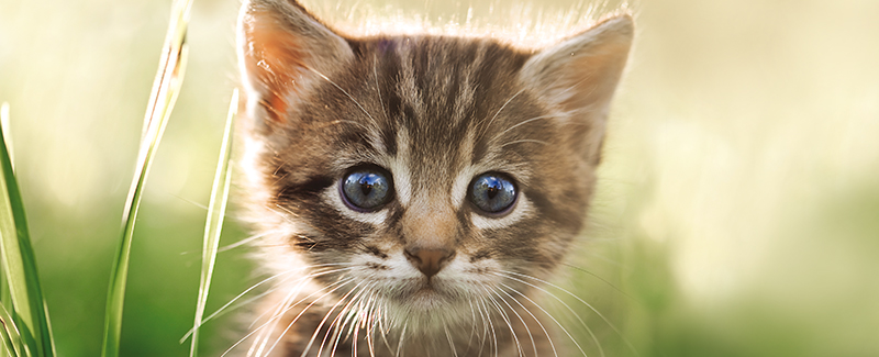 Afbeeldingsresultaat voor kitten