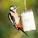 Vogelbescherming Nederland Pindacake met Zaden